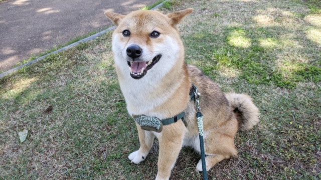 ペットの犬を散歩