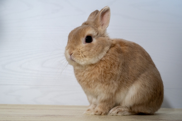 うさぎを飼う